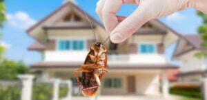 Servicios de control de plagas - MIPU