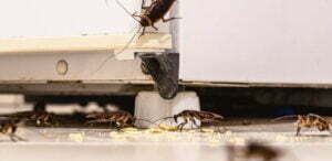 Servicios de control de plagas - MIPU