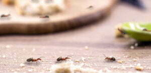 Servicios de control de plagas - MIPU