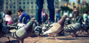 Servicios de control de plagas - MIPU