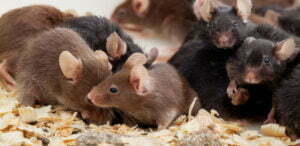 Servicios de control de plagas - MIPU