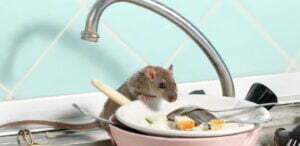 Servicios de control de plagas - MIPU