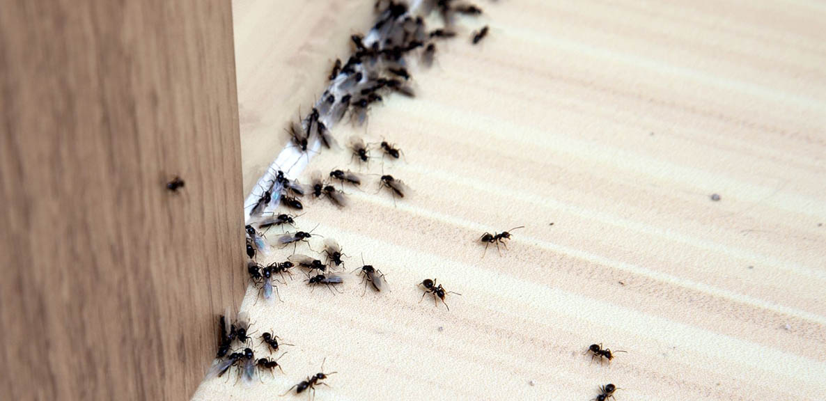 Servicios de control de plagas - MIPU